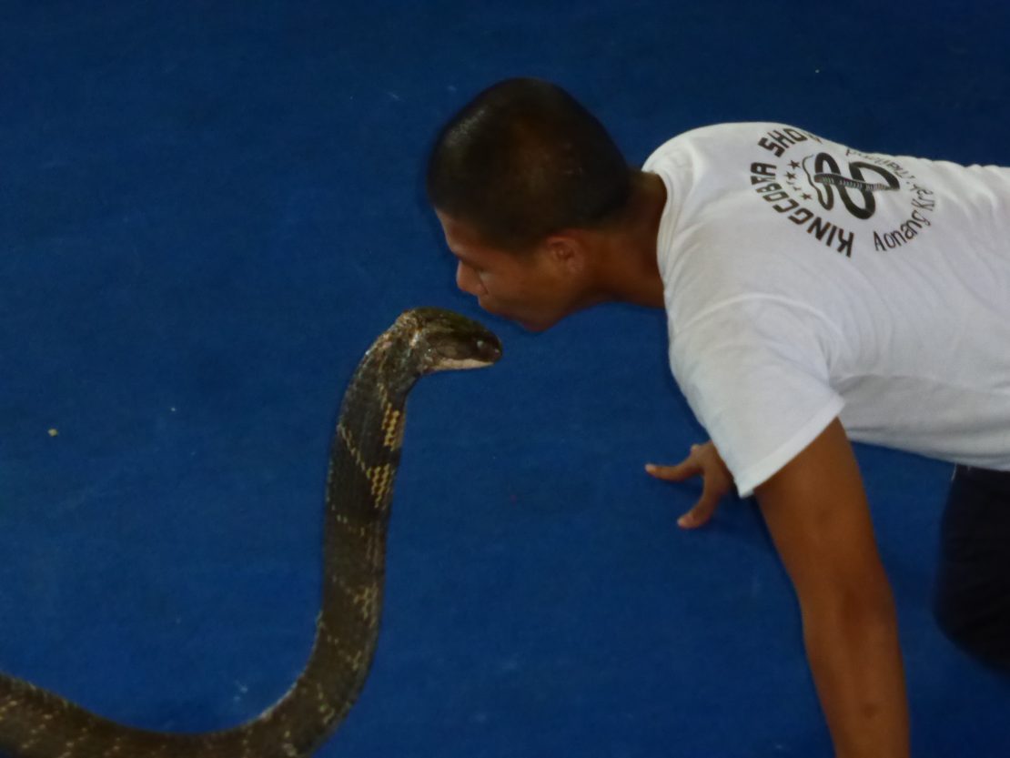 Snake charmer kisses King Cobra