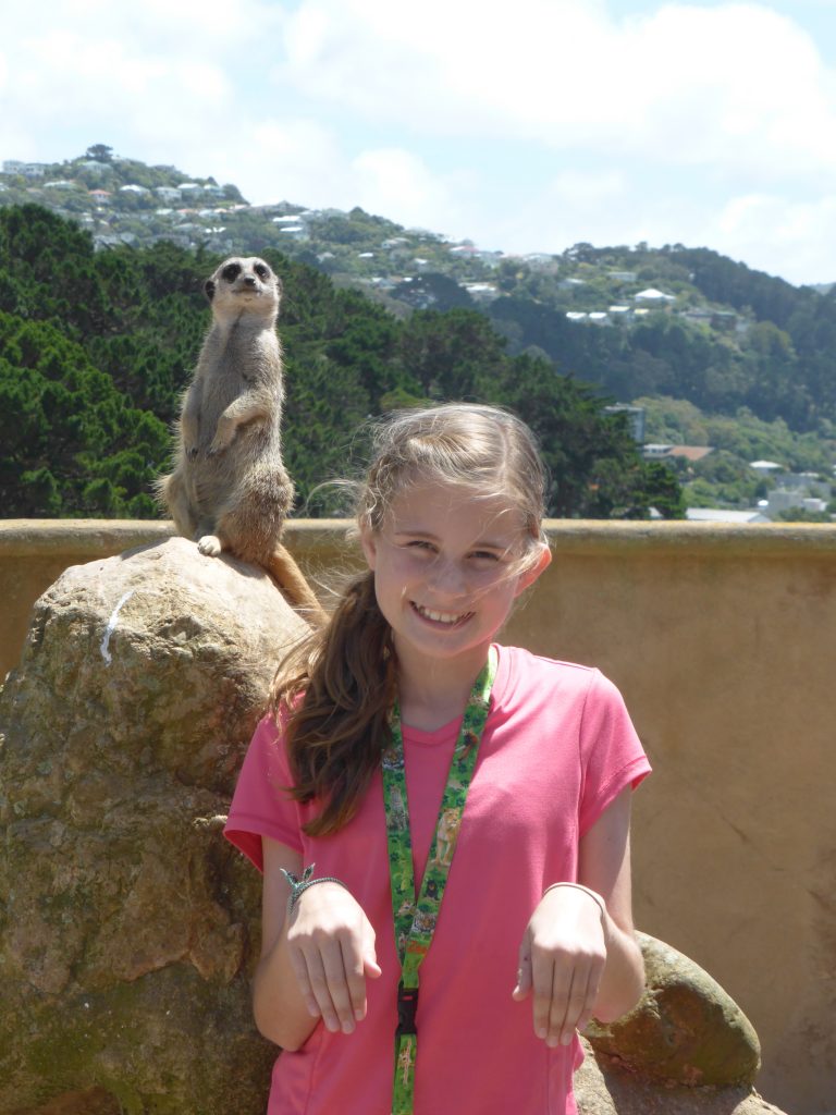 Wellington Zoo meerkat