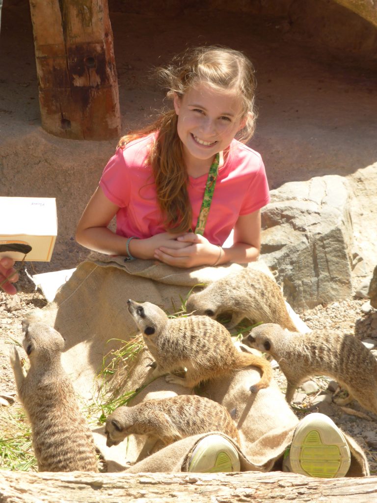 meerkat encounter Wellington Zoo