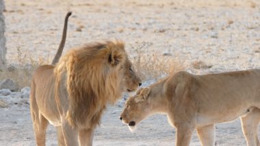 Lions Etosha National Park