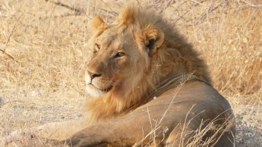 Lion Etosha National Park