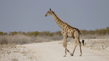 Giraffe Etosha National Park