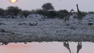 Sunset at the Okaukuejo watering hole