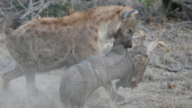 Hyena carrying elephant leg