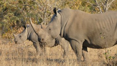rhino, safari