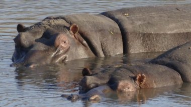Hippos in the Timbavati
