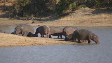 hippos, safari