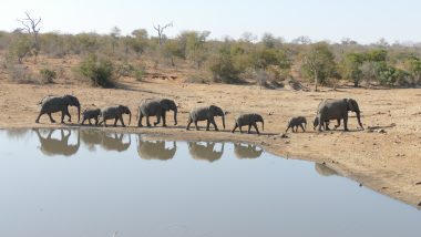Timbavati, elephants, safari