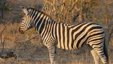 zebra, safari