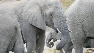 Elephants in the Timbavati, safari