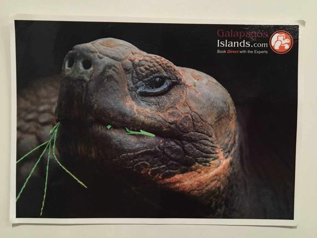 Postcard of tortoise left in barrel at Post Office Bay, Floreana Island, Galapagos