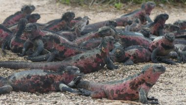 Mess of marine iguanas