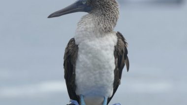 Blue-footed boobie