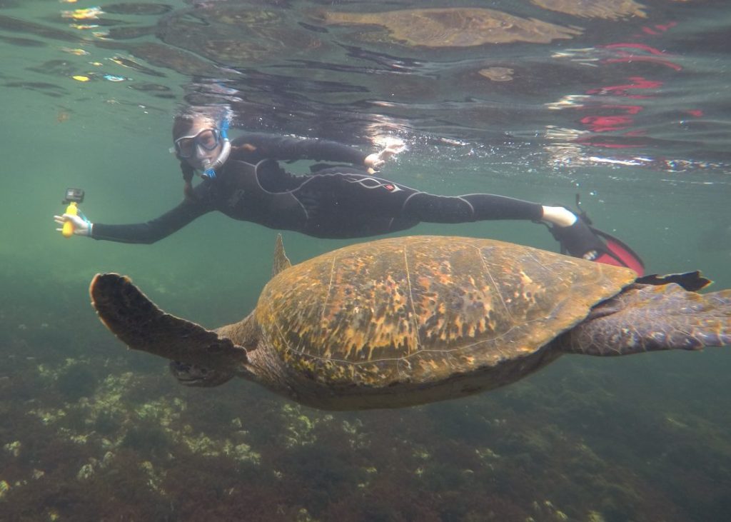Los Tuneles Galapagos sea turtle family trip