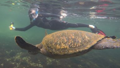 Los Tuneles Galapagos sea turtle family trip
