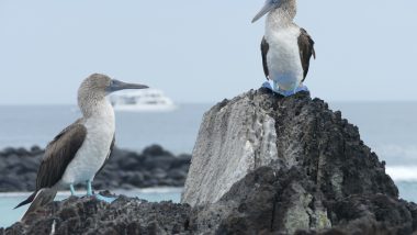 Blue Footed Boobies Galapagos